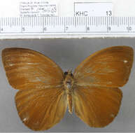 Image of Broad Striped Faun (butterfly)