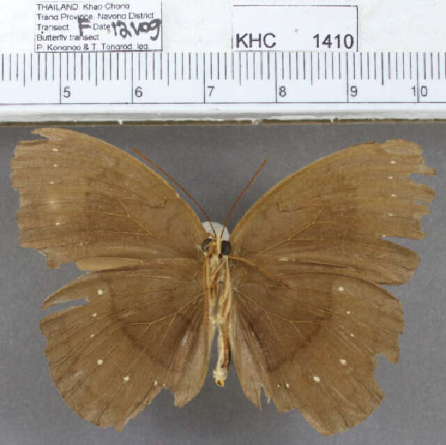 Image of Fauns (butterflies)