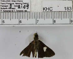 Image of Oerane microthyrus Mabille 1883