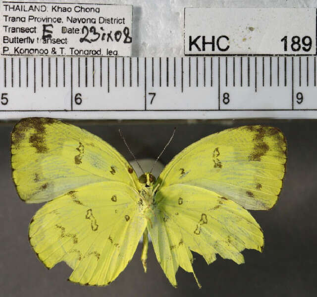 Image of Eurema andersoni (Moore 1886)