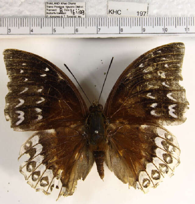 Image of Charaxes durnfordi Distant 1884