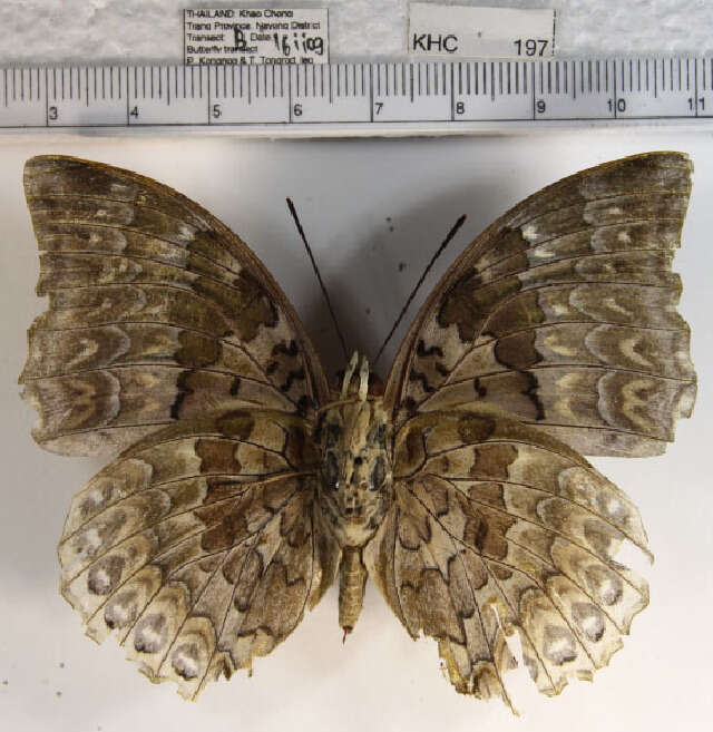 Image of Charaxes durnfordi Distant 1884