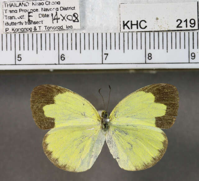 Image of Eurema andersoni (Moore 1886)