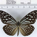 <i>Ideopsis vulgaris macrina</i>的圖片