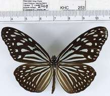 <i>Ideopsis vulgaris macrina</i>的圖片