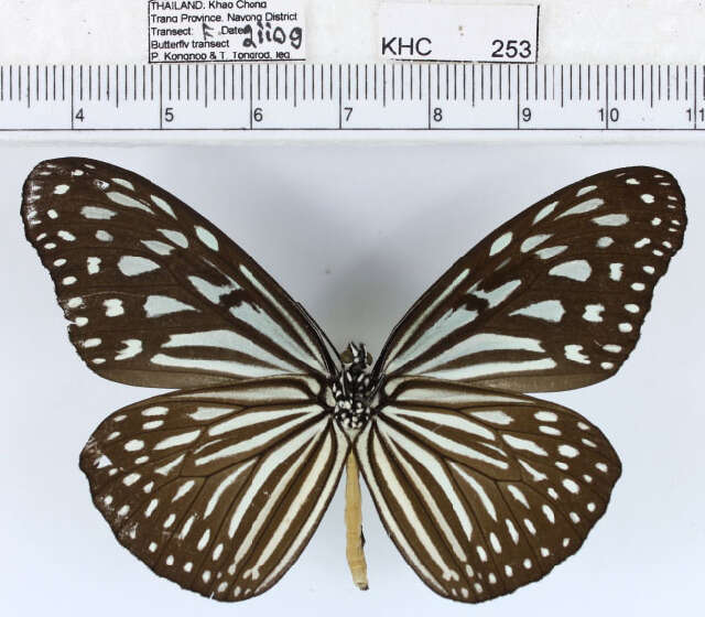 <i>Ideopsis vulgaris macrina</i>的圖片