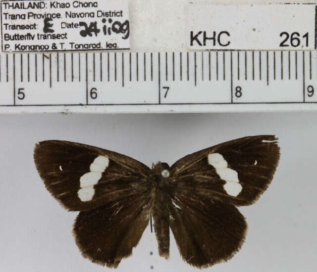 Notocrypta paralysos Wood-Mason & de Nicéville 1881 resmi