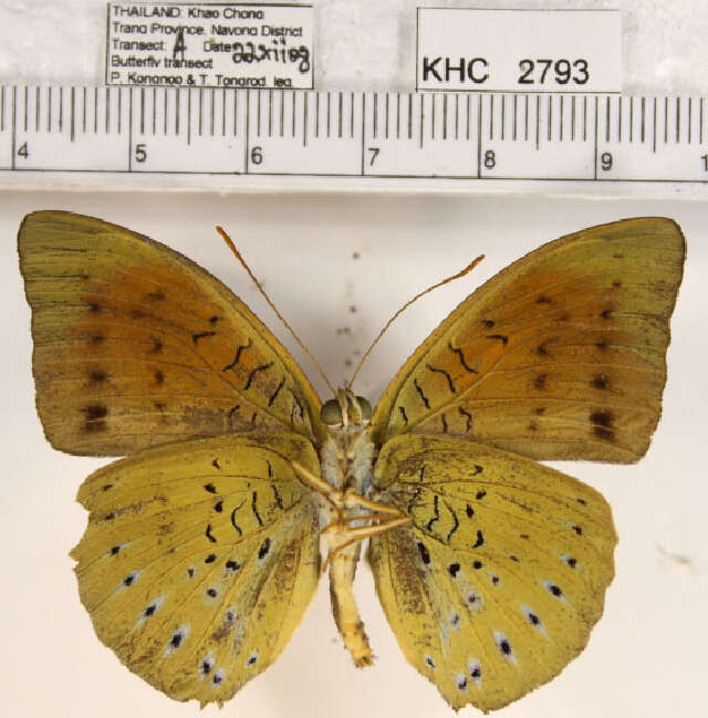 Image of Common Earl