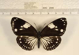 Слика од <i>Euploea radamanthus</i>