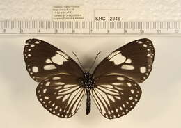 Слика од <i>Euploea radamanthus</i>