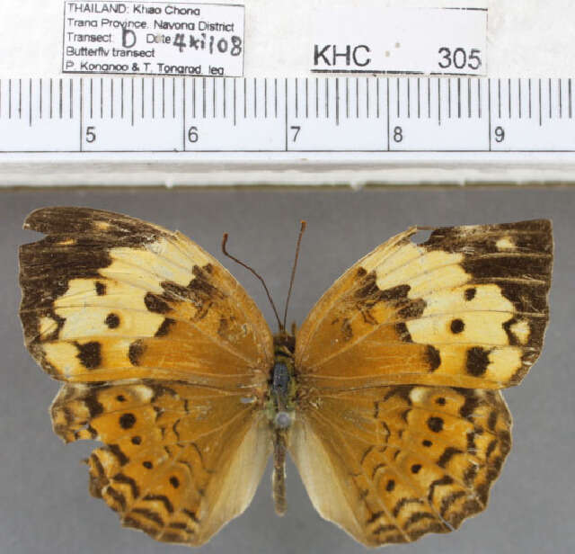 Image of Cupha erymanthis erymanthis