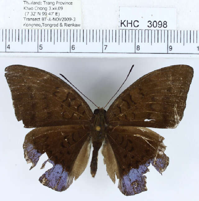 Image of Common Earl