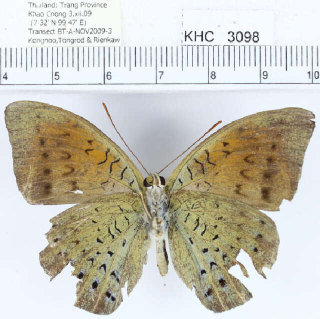 Image of Common Earl