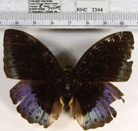 Image of <i>Lexias dirtea merguia</i>