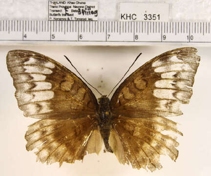 Image of Tanaecia iapis