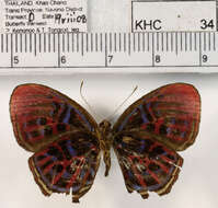 Image of Paralaxita orphna Boisduval 1836