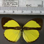 Imagem de Eurema nicevillei nicevillei