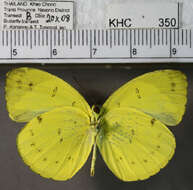 Imagem de Eurema nicevillei nicevillei