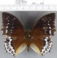 Image of Charaxes durnfordi Distant 1884