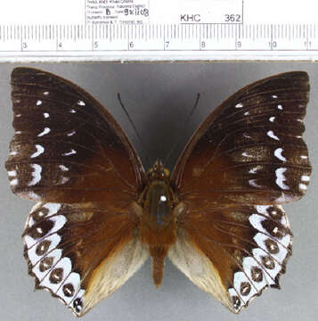 Imagem de Charaxes durnfordi Distant 1884