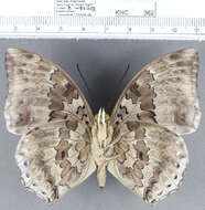 Image of Charaxes durnfordi Distant 1884