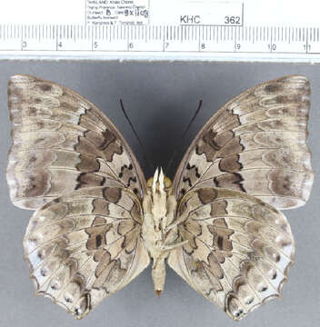 Image of Charaxes durnfordi Distant 1884