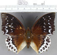 Image of Charaxes durnfordi Distant 1884