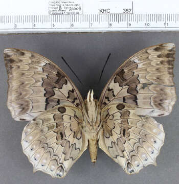 Image of Charaxes durnfordi Distant 1884