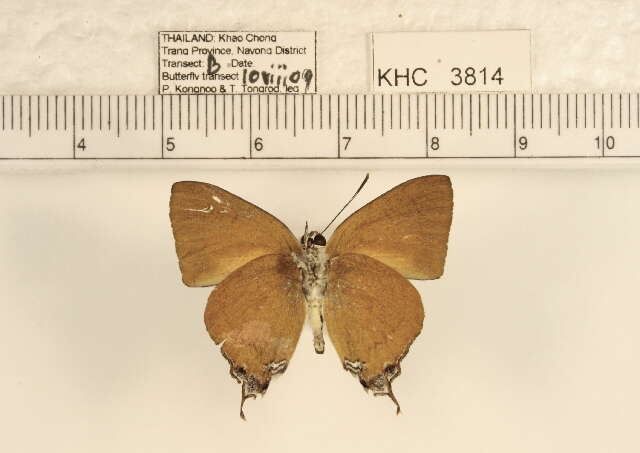 Image of Thamala marciana (Hewitson 1863)