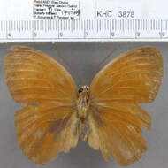 Image of Fauns (butterflies)