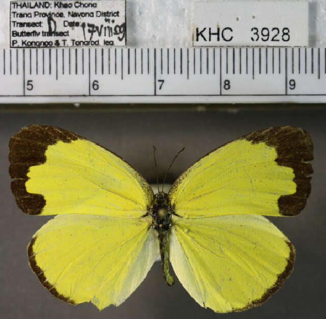 Image of Eurema blanda (Boisduval 1836)