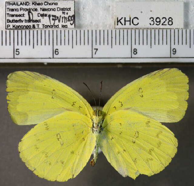 Image of Eurema blanda (Boisduval 1836)