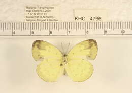 Image of Eurema andersoni (Moore 1886)