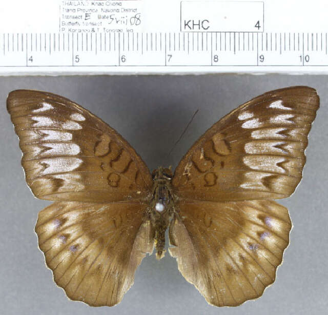 Image of Tanaecia iapis