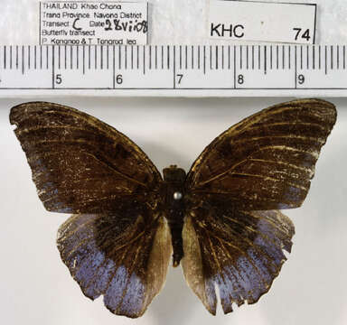 Image of Tanaecia iapis