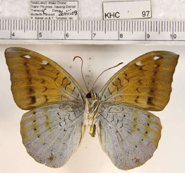 Image of Common Earl