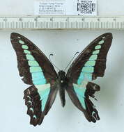 صورة Graphium sarpedon (Linnaeus 1758)