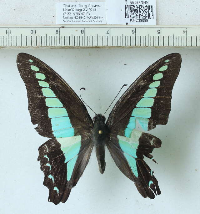 صورة Graphium sarpedon (Linnaeus 1758)