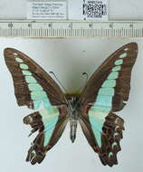 صورة Graphium sarpedon (Linnaeus 1758)