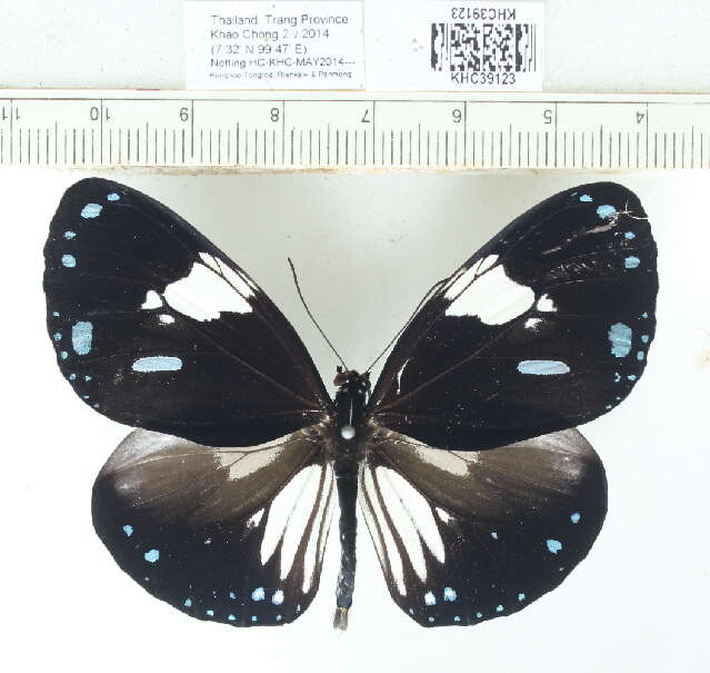 Слика од <i>Euploea radamanthus</i>