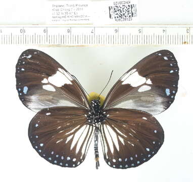 Слика од <i>Euploea radamanthus</i>