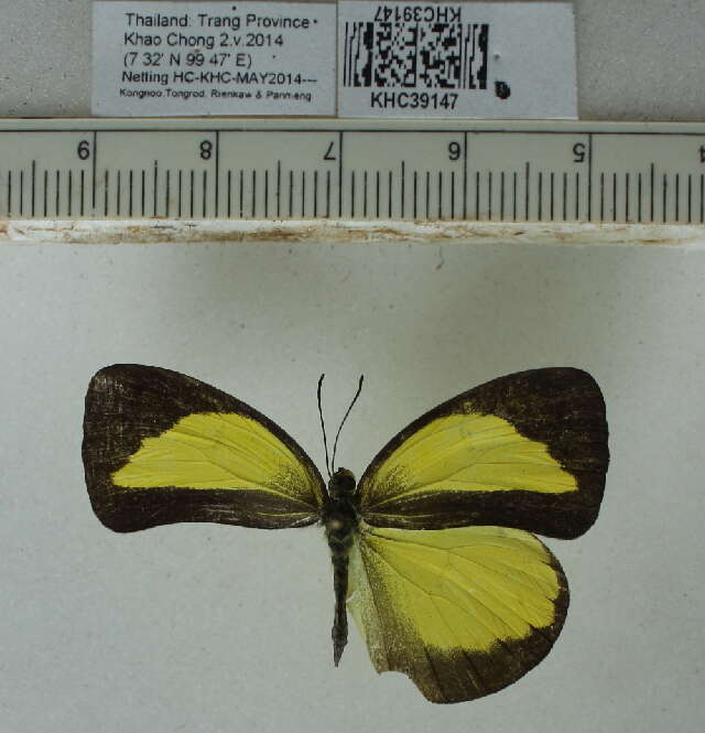 Imagem de Eurema nicevillei (Butler 1898)