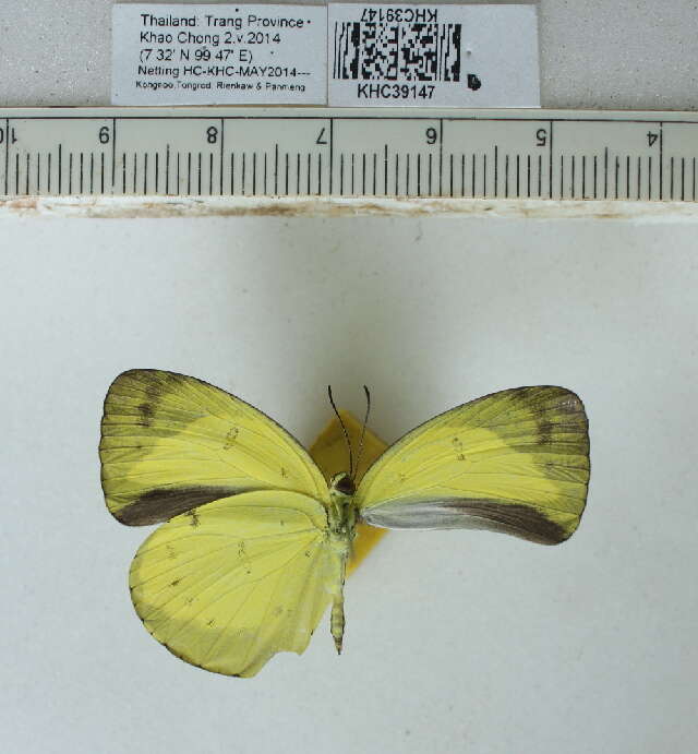 Imagem de Eurema nicevillei (Butler 1898)