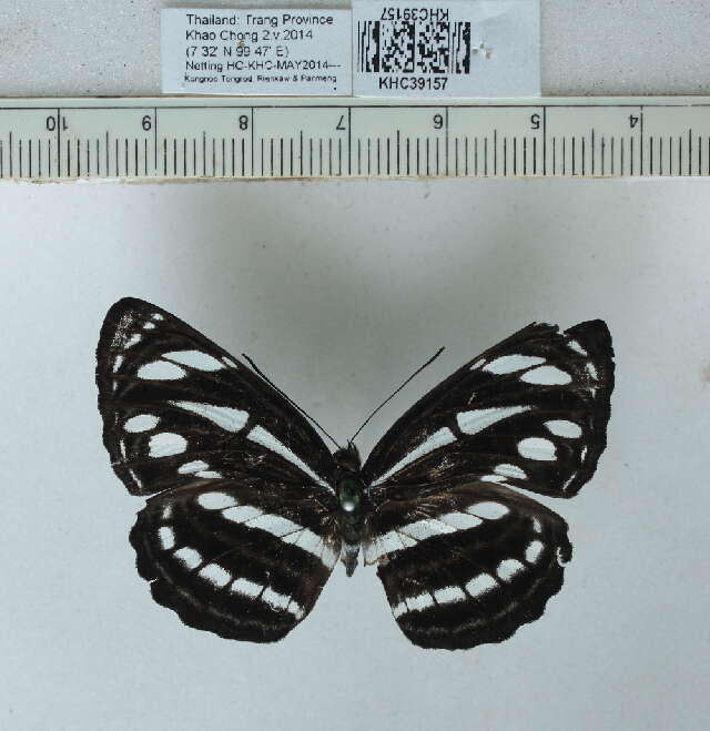 Image of Neptis clinia Moore 1872