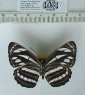 Image of Neptis clinia Moore 1872