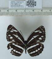 Image of Neptis clinia Moore 1872