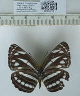 Image of Neptis clinia Moore 1872