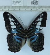 Image of Parthenos sylvia apicalis