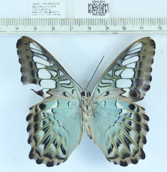 Image of Parthenos sylvia apicalis