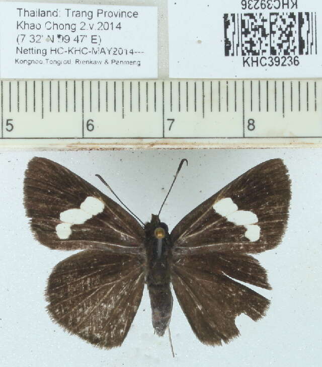 Image de Notocrypta paralysos Wood-Mason & de Nicéville 1881